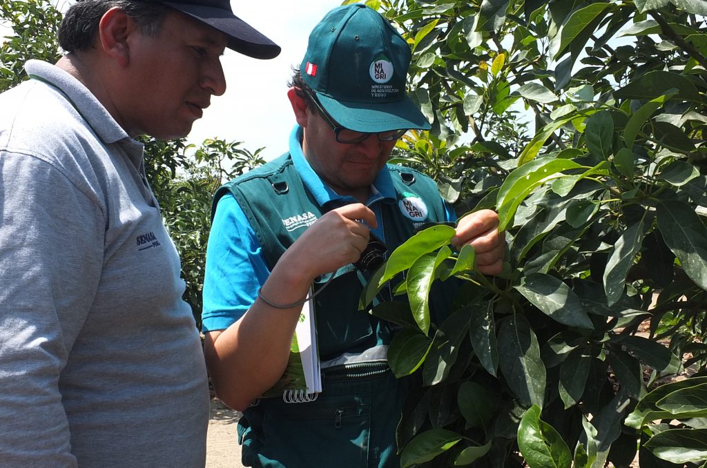 Senasa - Prácticas de campo de nueva certificación fitosanitaria
