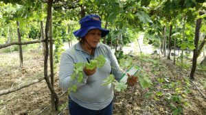 Senasa evalúa cultivos de uva ante probable aparición de plagas