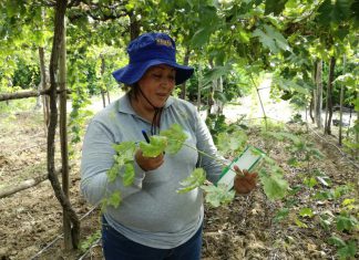Piura: Senasa evalúa cultivos de uva ante probable aparición de plagas