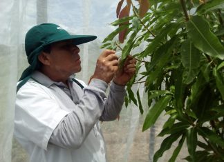Piura: Técnica del insecto estéril para el control de mosca de la fruta