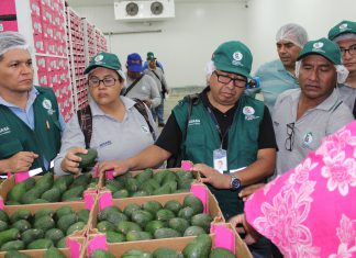Senasa verifica campaña de palta con nuevo procedimiento de certificación