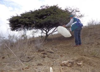 Cajamarca: Senasa continúa monitoreo de langosta por incremento de lluvias