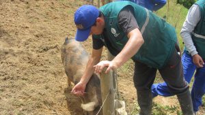 Senasa - Acciones ante ocurrencia de Peste Porcina Clásica