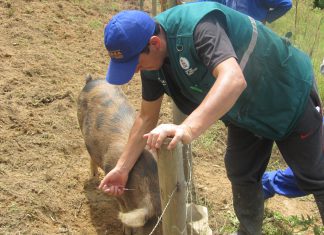 Senasa: Acciones ante ocurrencia de Peste Porcina Clásica