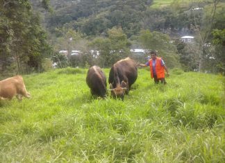 Senasa: Campaña de vacunación contra la rabia en Amazonas