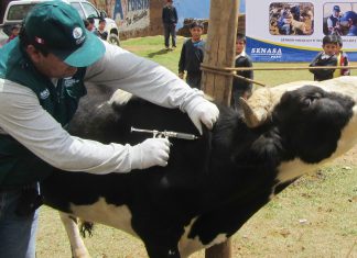 Senasa: Vacunación contra carbunco sintomático en La Libertad