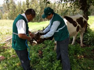 Senasa - Vigilancia epidemiológica pasiva de enfermedades en bovinos