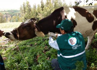 Ayacucho: Vigilancia epidemiológica pasiva de enfermedades en bovinos