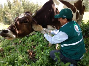 Senasa - Vigilancia epidemiológica pasiva de enfermedades en bovinos