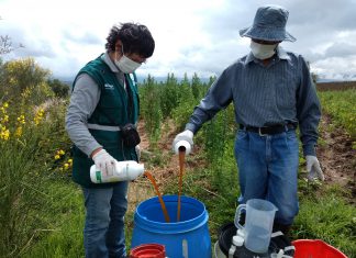 Senasa intensifica uso de controladores biológicos para enfrentar el Mildiú de la Quinua