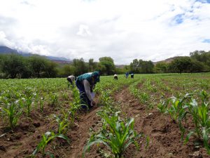 Senasa - Vigilancia sanitaria ante incremento de lluvias en Huancavelica