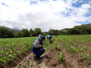 Senasa - Vigilancia sanitaria ante incremento de lluvias en Huancavelica