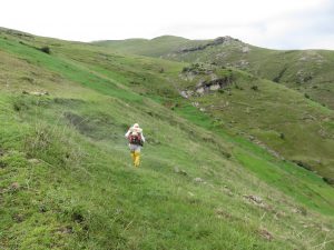 Senasa mantiene bajo controla plaga de langostas en el Cusco