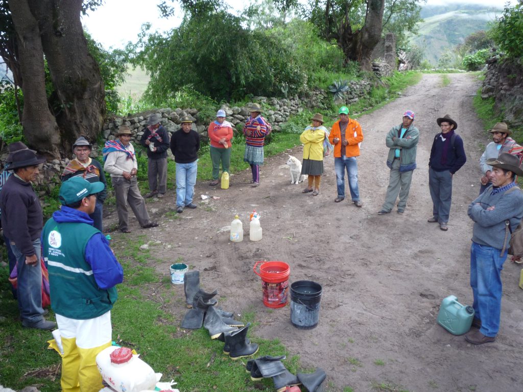 Senasa mantiene bajo controla plaga de langostas en el Cusco