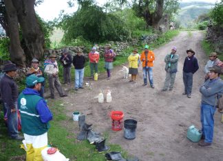 Senasa mantiene bajo control plaga de langostas en el Cusco