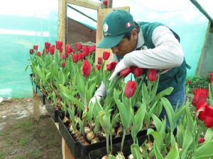 Senasa - Cusco - Cuarentena post entrada de tulipanes procedentes de Holanda
