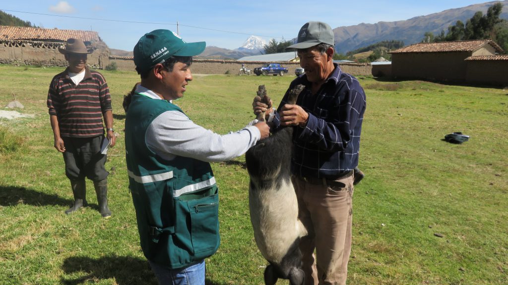 Senasa resguarda sanidad porcina en Cusco