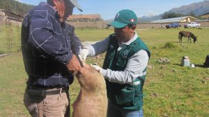Senasa resguarda sanidad porcina en Cusco