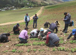Senasa fomenta uso del control biológico para combatir el Mildiú de la Quinua