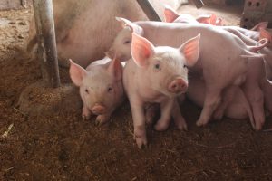 Arequipa - Capacitación a productores en prevención y control de enfermedades en porcinos 