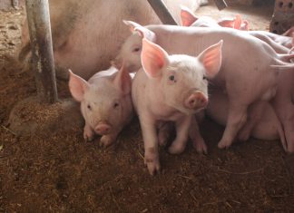 Arequipa: Capacitación en prevención y control de enfermedades en porcinos