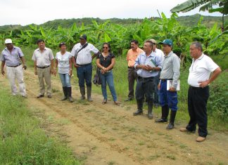 Tumbes: Senasa capacita a productores de banano orgánico y convencional afectados por lluvias