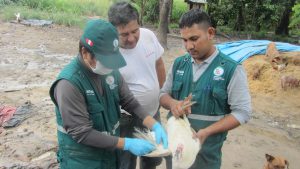 Monitoreo de influenza aviar en aves  de traspatio
