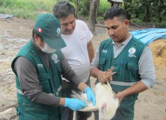 Ucayali: Monitoreo de influenza aviar en aves de traspatio