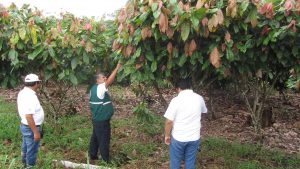 Senasa - Inspección de cultivos de palma aceitera y cacao en San Martín