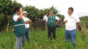 Senasa - Inspección de cultivos de palma aceitera y cacao en San Martín