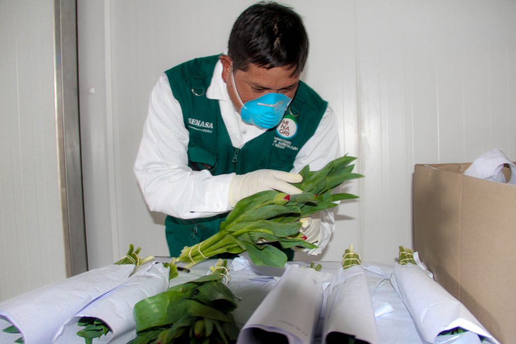 Senasa certifica primer envío de Tulipanes de exportación a Chile