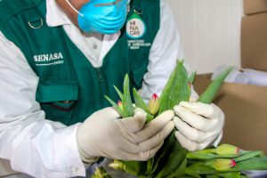 Senasa certifica primer envío de Tulipanes de exportación a Chile