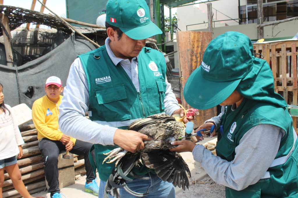 Senasa intensifica vacunación contra enfermedad de Newcastle en zonas vulnerables