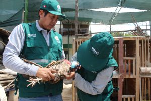 Senasa intensifica vacunación contra enfermedad de Newcastle en zonas vulnerables