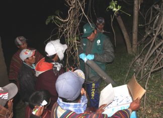 Lambayeque: Monitoreo de campos agrícolas por presencia de roedores