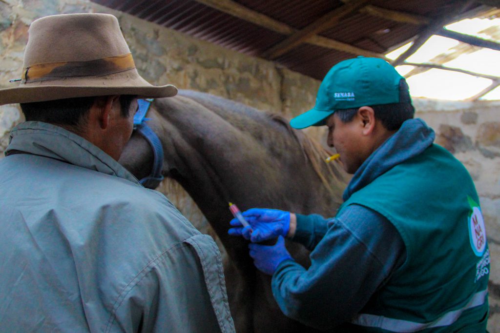 Senasa - Extracción de suero sanguíneo para descarte de Encefalomielitis Equina