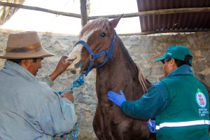 Senasa - Extracción de suero sanguíneo para descarte de Encefalomielitis Equina