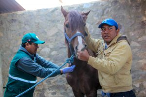 Senasa - Extracción de suero sanguíneo para descarte de Encefalomielitis Equina