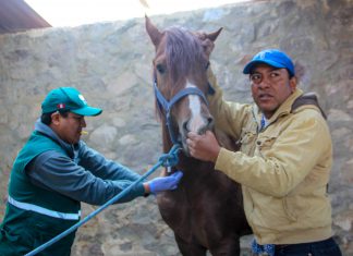 Extracción de suero sanguíneo para descarte de Encefalomielitis Equina