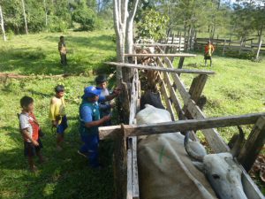 Senasa coordina acciones de vigilancia en distrito de Río Tambo