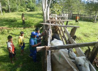 Senasa coordina acciones de vigilancia en distrito de Río Tambo