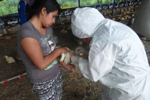 Senasa evalúa granja del distrito de San Luis de Shuaro