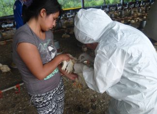 Junín: Senasa evalúa granjas del distrito de San Luis de Shuaro