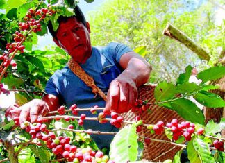 Piura: inundaciones afectan a más de 6 mil hectáreas de cultivo