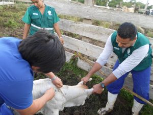 Vacunación contra carbunco sintomático y edema maligno