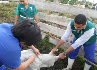 Ucayali: Vacunación contra carbunco sintomático y edema maligno