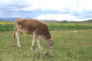 Senasa - Puno - Más de sesenta distritos beneficiados con vacunación contra carbunco