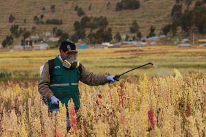 Senasa - Quinua en Puno