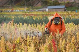 Senasa - Quinua en Puno