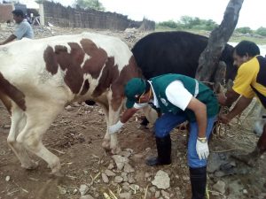 Senasa evalúa estado sanitario de ganado en distrito de Catacaos